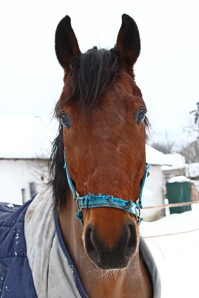 Ohrady 13.2.2010