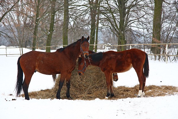 Ohrady 13.2.2010