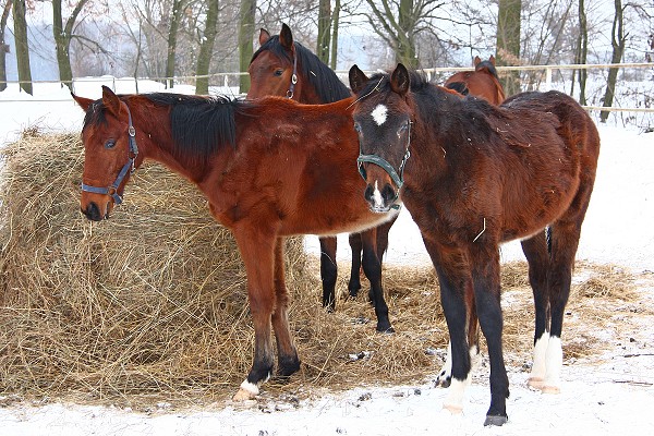 Ohrady 13.2.2010
