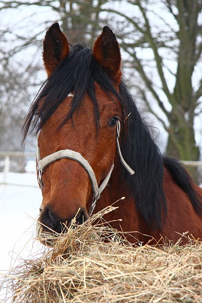 Ohrady 13.2.2010