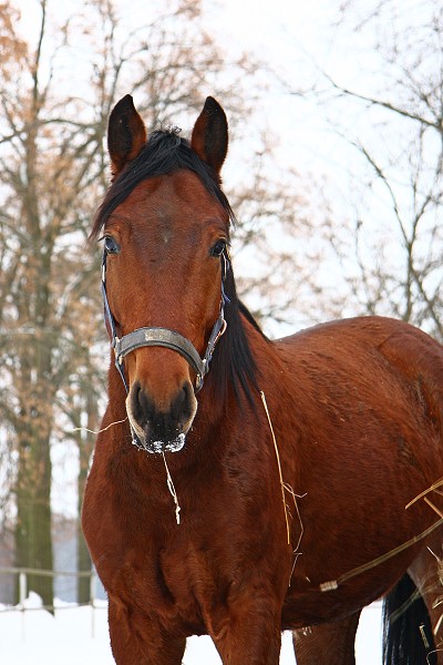 Ohrady 13.2.2010