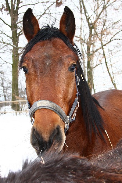 Ohrady 13.2.2010
