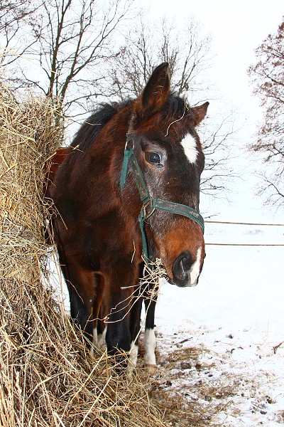 Ohrady 13.2.2010