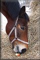 IMG_5106a 