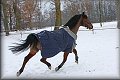 IMG_5113a 