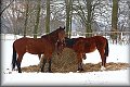 IMG_5116a 