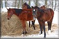 IMG_5119a 