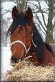 IMG_5123a 