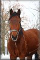 IMG_5131a 