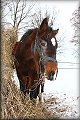 IMG_5139a 