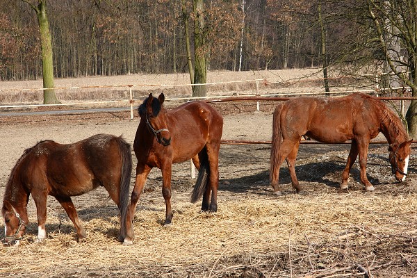  Hj 12.3.2011