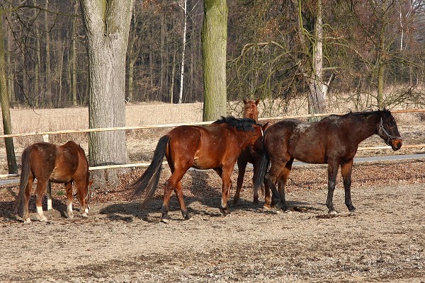 Hj 12.3.2011
