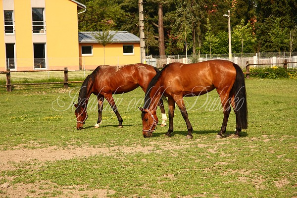 Ohrady_Hj 22.5.2011