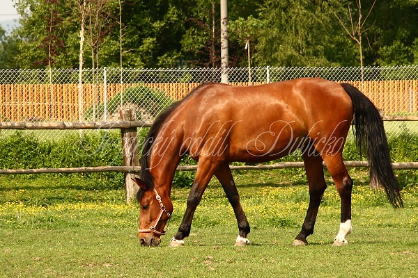 Ohrady_Hj 22.5.2011