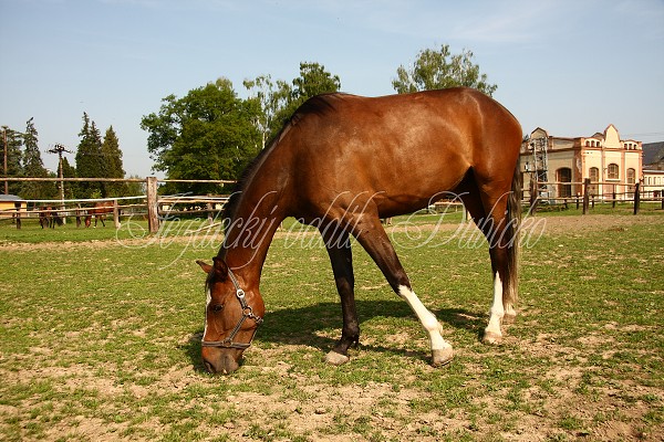Ohrady_Hj 22.5.2011