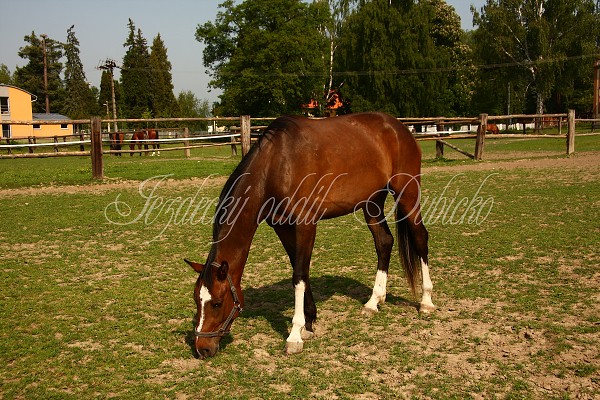 Ohrady_Hj 22.5.2011