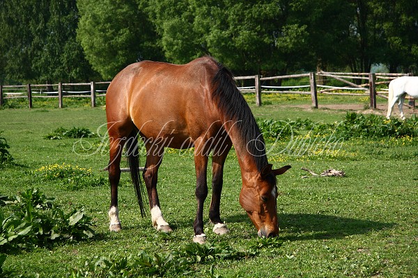 Ohrady_Hj 22.5.2011