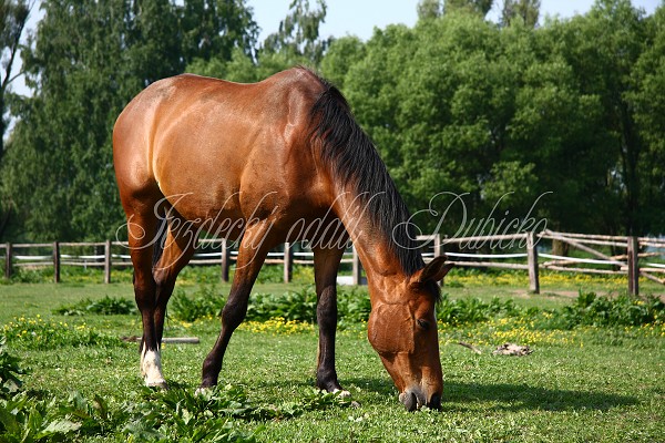 Ohrady_Hj 22.5.2011