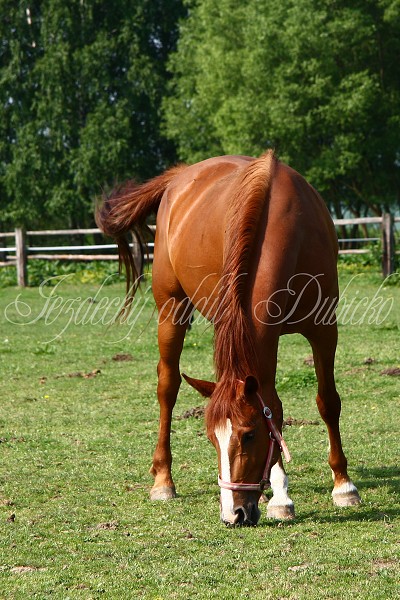 Ohrady_Hj 22.5.2011