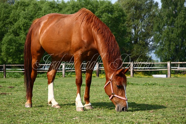 Ohrady_Hj 22.5.2011