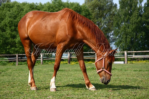 Ohrady_Hj 22.5.2011