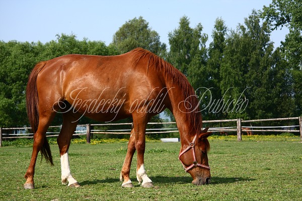 Ohrady_Hj 22.5.2011