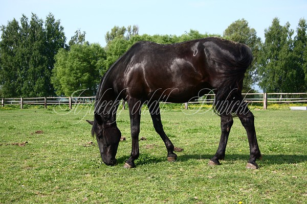 Ohrady_Hj 22.5.2011