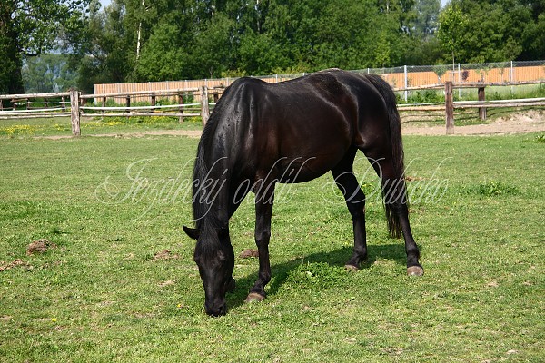 Ohrady_Hj 22.5.2011