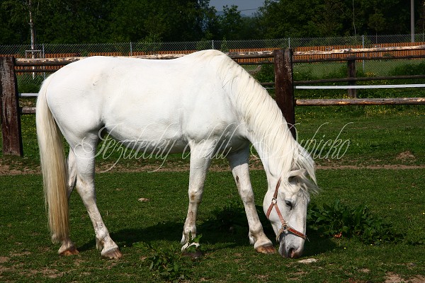 Ohrady_Hj 22.5.2011