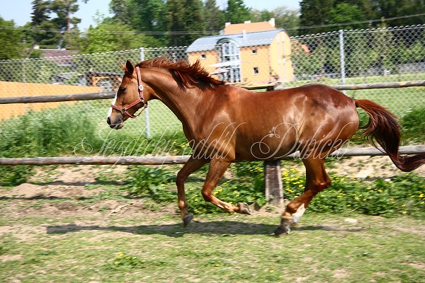 Ohrady_Hj 22.5.2011