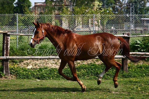 Ohrady_Hj 22.5.2011
