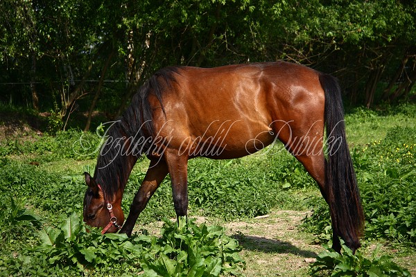Ohrady_Hj 22.5.2011