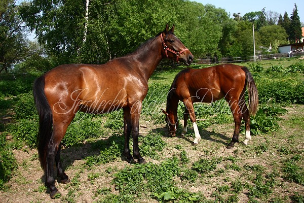 Ohrady_Hj 22.5.2011