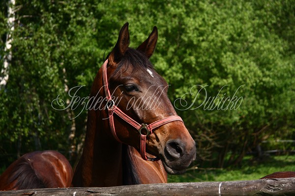 Ohrady_Hj 22.5.2011