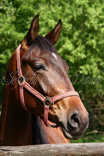 Ohrady_Hj 22.5.2011