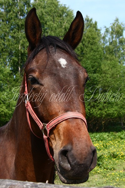 Ohrady_Hj 22.5.2011