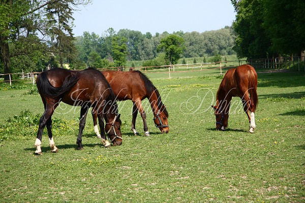 Ohrady_Hj 22.5.2011