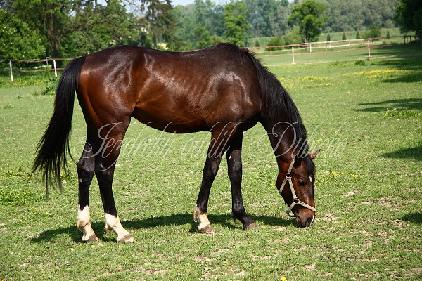 Ohrady_Hj 22.5.2011