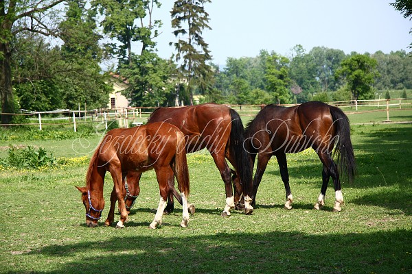 Ohrady_Hj 22.5.2011