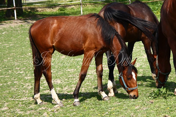 Ohrady_Hj 22.5.2011