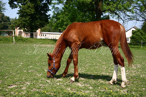 Ohrady_Hj 22.5.2011