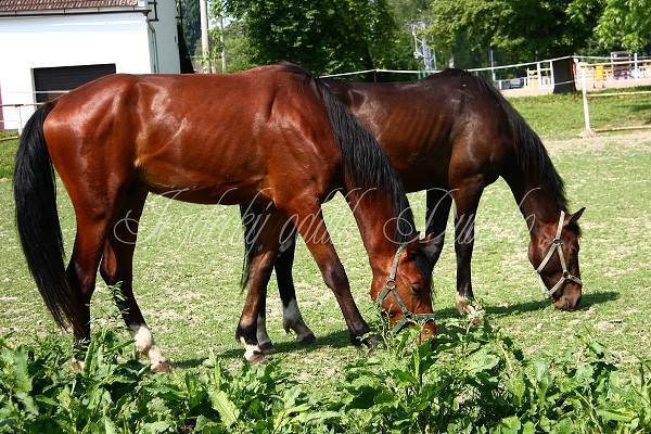 Ohrady_Hj 22.5.2011