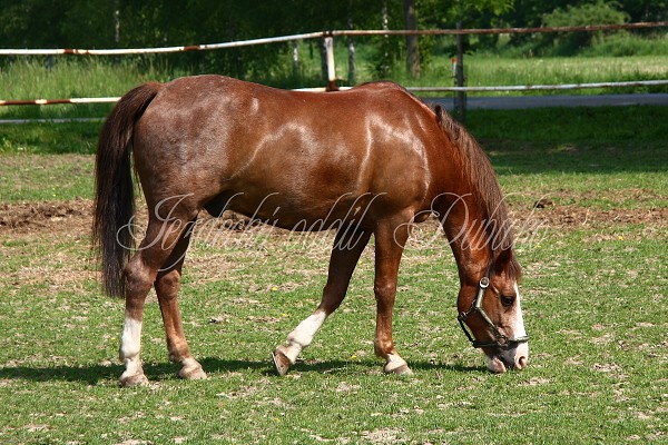 Ohrady_Hj 22.5.2011