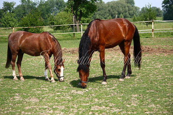 Ohrady_Hj 22.5.2011