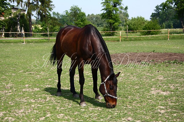 Ohrady_Hj 22.5.2011