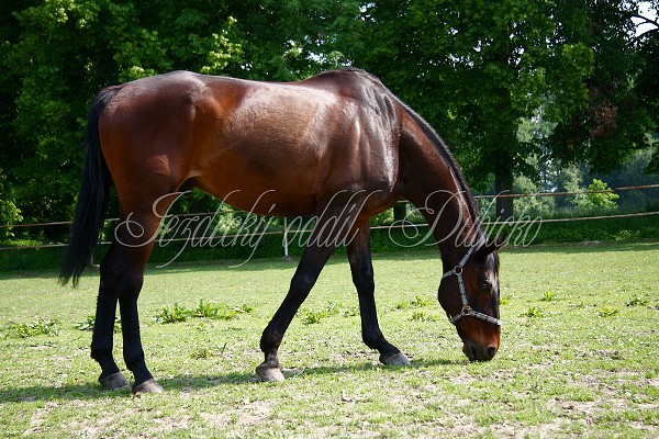 Ohrady_Hj 22.5.2011