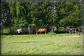 IMG_2474 