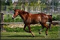 IMG_2478 
