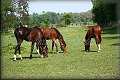 IMG_2495 