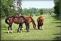 IMG_2496 